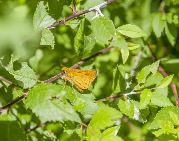 Motyl pomarańczowy — Zdjęcie stockowe