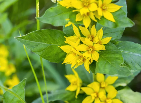 Flores amarelas em ambiente natural — Fotografia de Stock