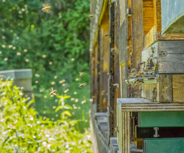 Ula i pszczoły — Zdjęcie stockowe
