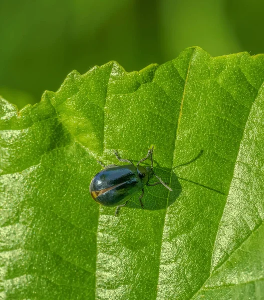 Alder leaf beetle on green leaf — Stock Photo, Image