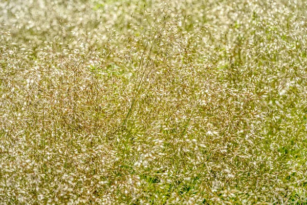 Detalle de planta herbácea abstracta — Foto de Stock