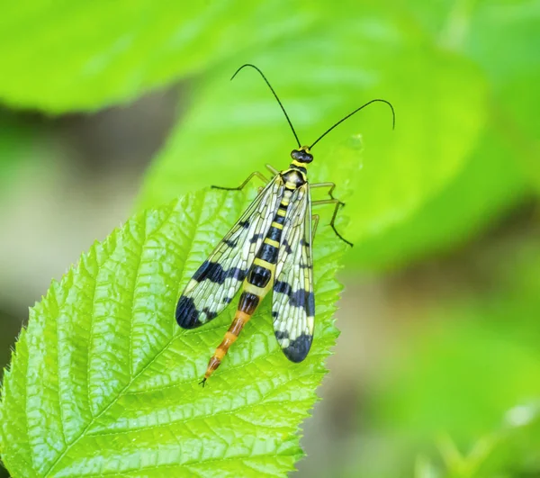 Scorpionfly σε πράσινο φύλλο — Φωτογραφία Αρχείου