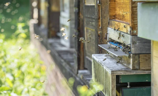 Beehive and bees — Stock Photo, Image