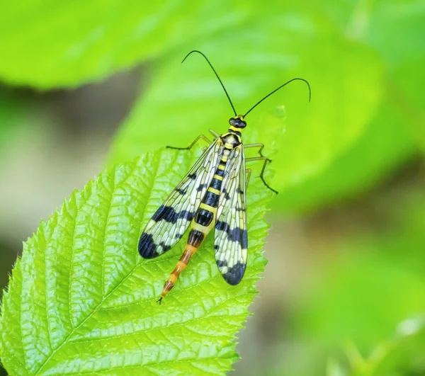 Scorpionfly na folha verde — Fotografia de Stock