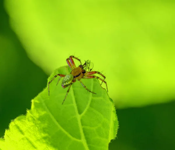 Okurka zelená pavouk na zelený list — Stock fotografie