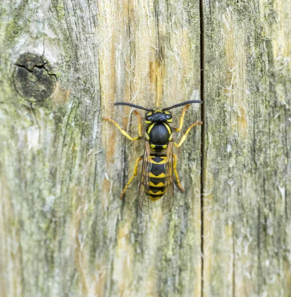Wasp on wooden ground — Stock Photo, Image