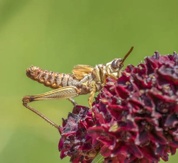 큰 버넷 꽃에 메뚜기 — 스톡 사진