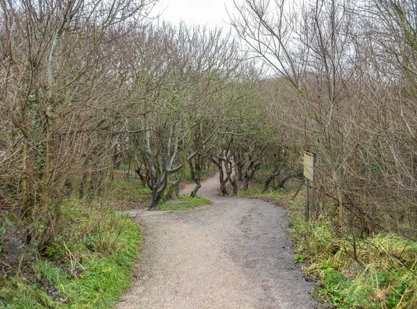 Coastal forest scenery — Stock Photo, Image