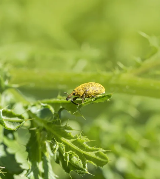 Sarı weevil böceği — Stok fotoğraf