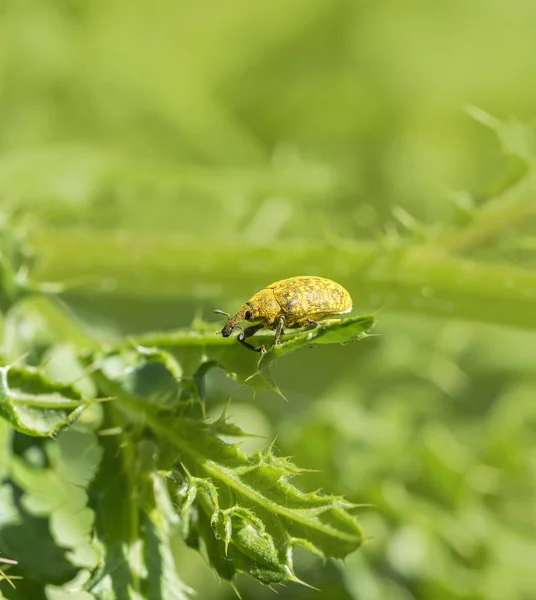 Yellow weevil beetle — Stock Photo, Image