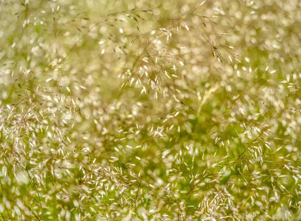 Abstracte grasachtige planten detail — Stockfoto