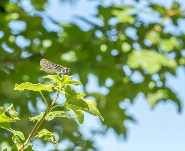 Nahaufnahme einer Libelle — Stockfoto