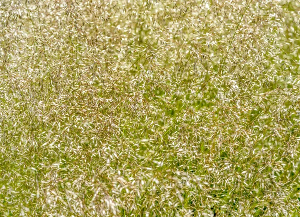 Abstract grassy plant detail — Stock Photo, Image