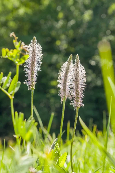 Fleurs plantain sarrasin — Photo