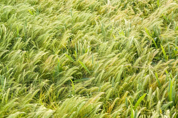 Barley field closeup — Stock Photo, Image