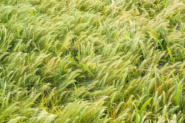 Primo piano del campo d'orzo — Foto Stock