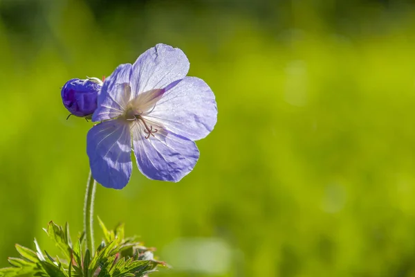 Przezroczysty niebieski kwiat — Zdjęcie stockowe