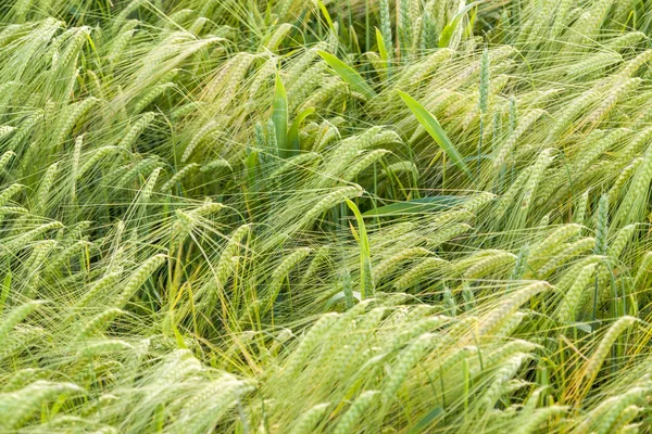 Primo piano del campo d'orzo — Foto Stock