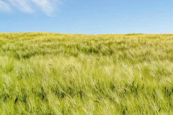 Korn fältet närbild — Stockfoto