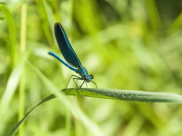 Dragonfly closeup — Φωτογραφία Αρχείου