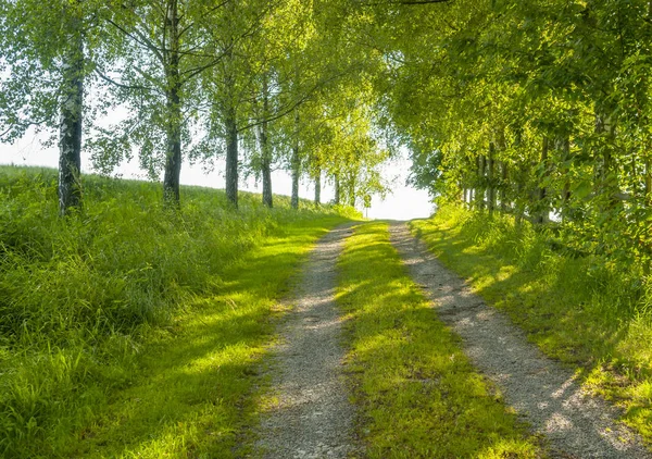 Chemin de champ idyllique — Photo