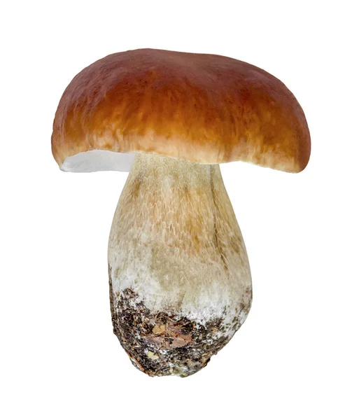 Penny bun fungus — Stock Photo, Image