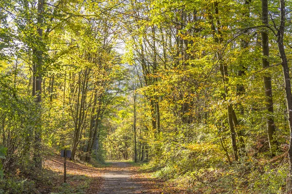 Colorful autumn forest — Stock Photo, Image