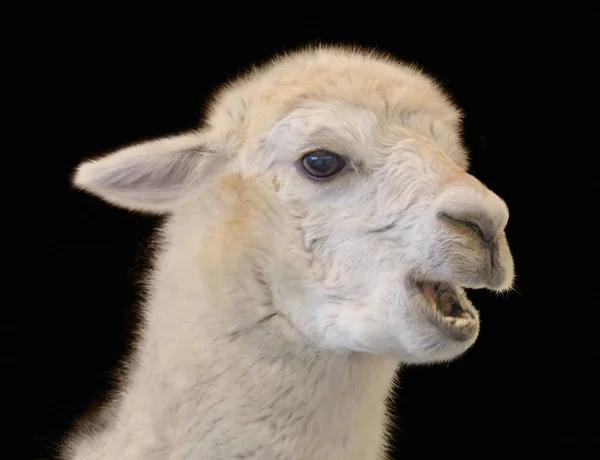 Alpaca portrait — Stock Photo, Image