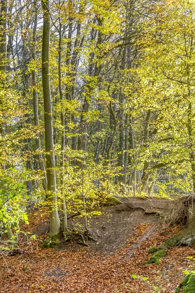 Forêt d'automne colorée — Photo