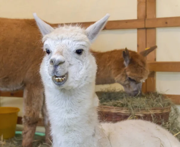 Alpaca portrait — Stock Photo, Image