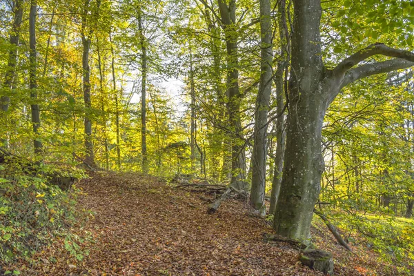 Kolorowe jesień las — Zdjęcie stockowe