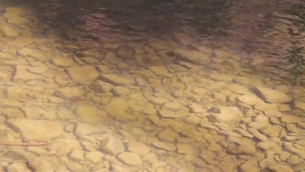 Primer Plano Del Río Poco Profundo Ambiente Soleado — Vídeo de stock