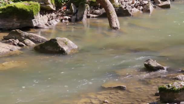 Pequeño Primer Plano Del Río Ambiente Soleado — Vídeo de stock