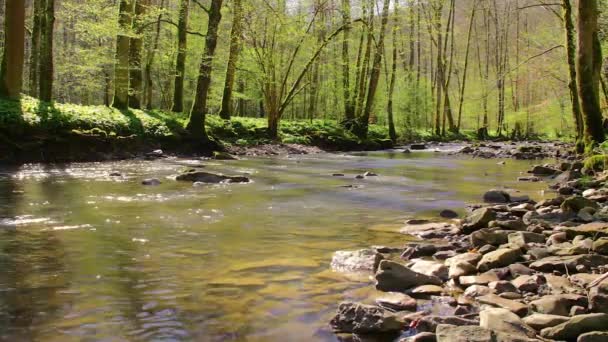 Idylické Řeka Lese Jaře — Stock video