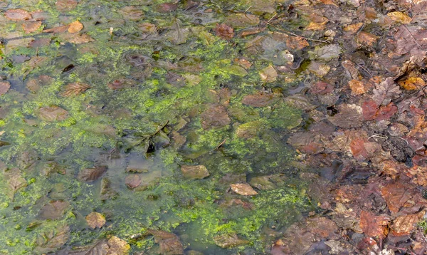 Wet autumn leaves background — Stock Photo, Image