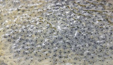 frog spawn closeup clipart