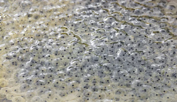 frog spawn closeup