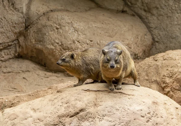 Rock hyrax in stony ambiance — Stock Photo, Image