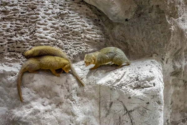 Rock hyrax in stony ambiance — Stock Photo, Image