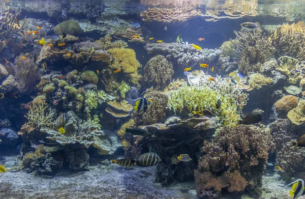 Paisaje de arrecife de coral — Foto de Stock