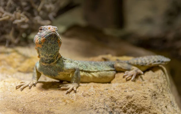 Oman Spiny-tailed Agama — Stock Photo, Image