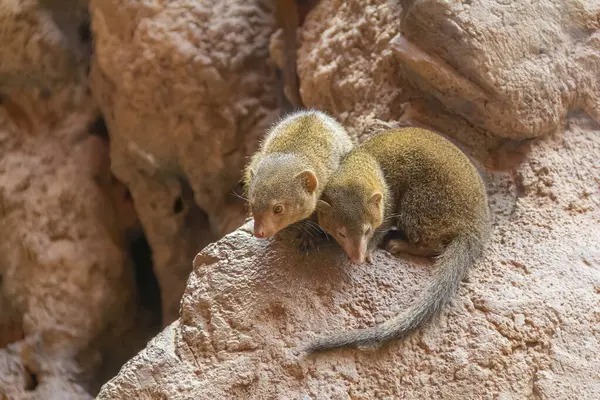 Taştan atmosferde kayalık hyrax. — Stok fotoğraf