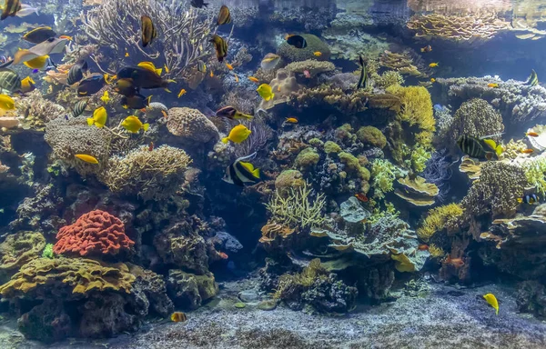 Paisaje de arrecife de coral — Foto de Stock