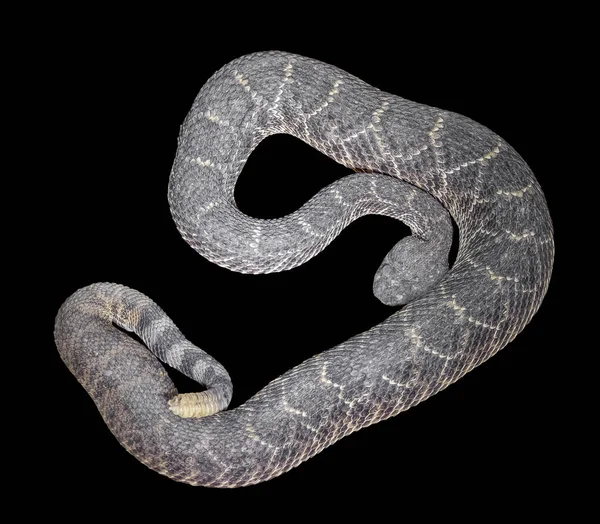 西部の diamondback ガラガラヘビ — ストック写真