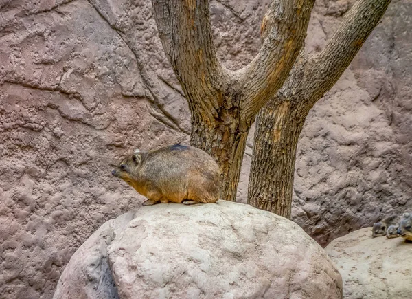 Rock hyrax in stony ambiance — Stock Photo, Image