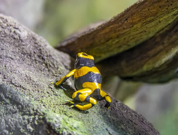 Yellow-banded pijlgifkikkers kikker — Stockfoto