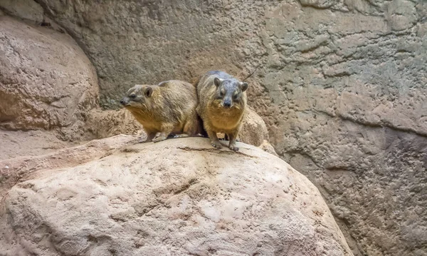 Rock hyrax w kamiennej atmosferze — Zdjęcie stockowe