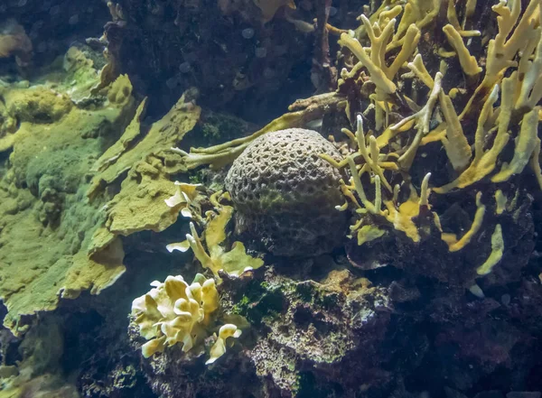 Paesaggio della barriera corallina — Foto Stock