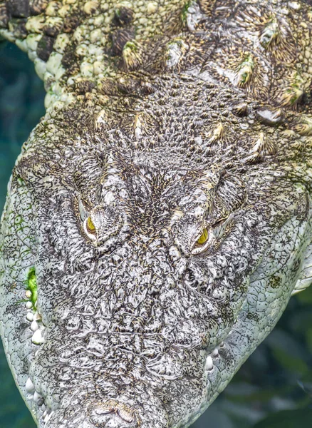 Nile crocodile closeup — Stock Photo, Image