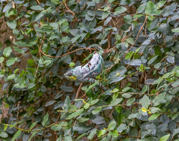 Panther chameleon — Stock Photo, Image